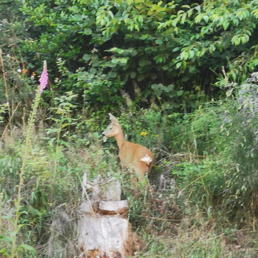 Naehe Nationalpark Apartment Baiersbronn Bagian luar foto