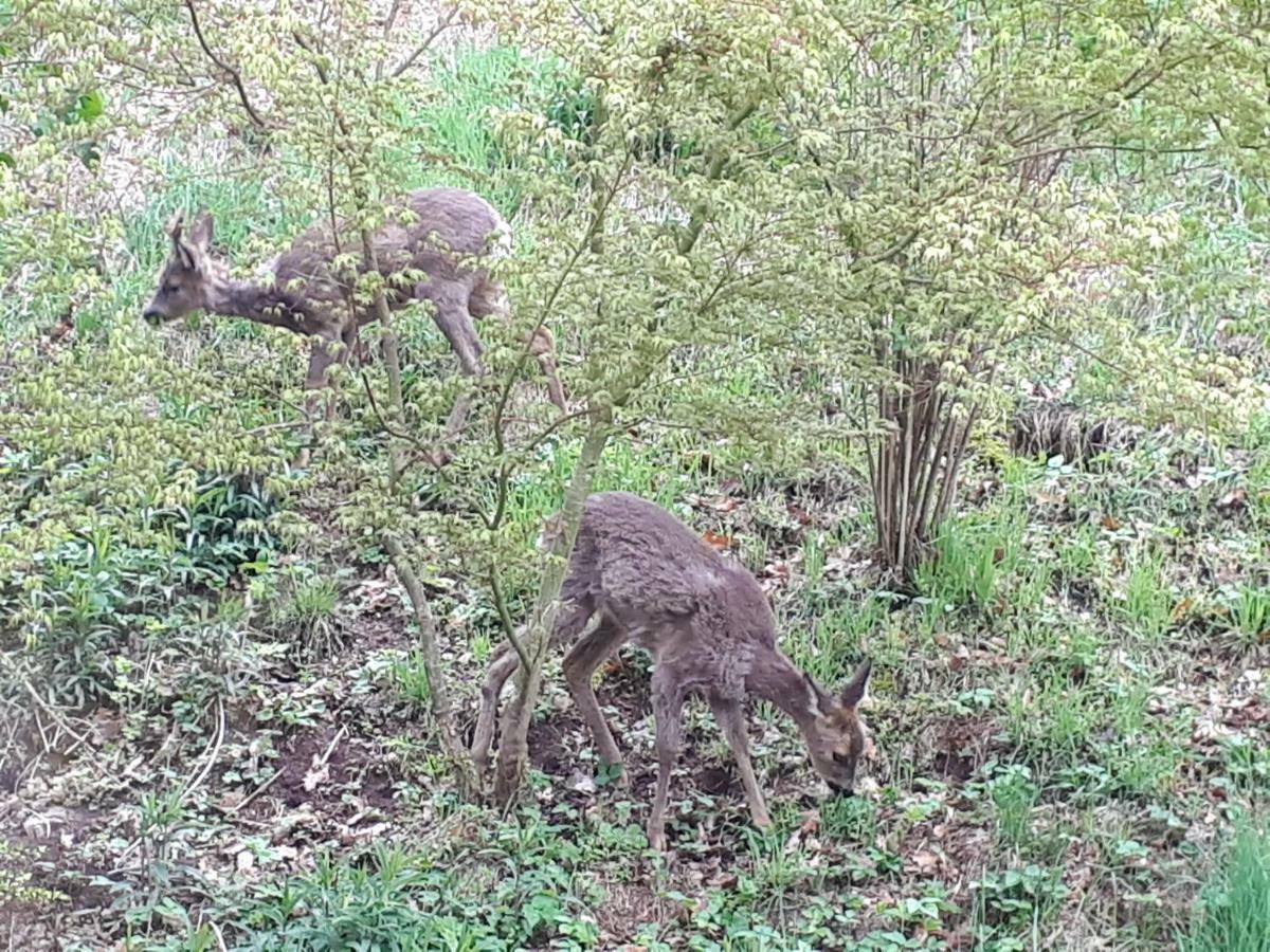 Naehe Nationalpark Apartment Baiersbronn Bagian luar foto
